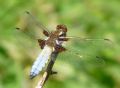 Libellula depressa